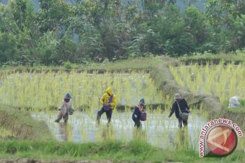 Produksi benih padi Mura capai 30 ton