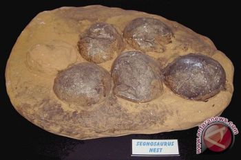 India akan hentikan penjualan ilegal telur dinosaurus