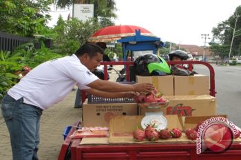 Budi Daya Buah Naga Menguntungkan