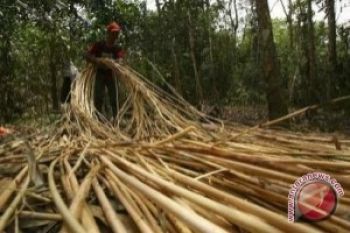 DPRD Barsel Fasilitasi Pasarkan Rotan Ke Jawa Tengah 