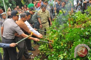  Polres Cianjur temukan ladang tanaman khat