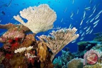 Pengamat : Pemerintah Daerah Konsisten Lestarikan Ekosistem Laut