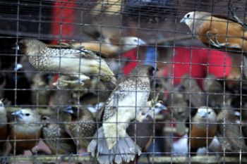 BURUNG EMPRIT