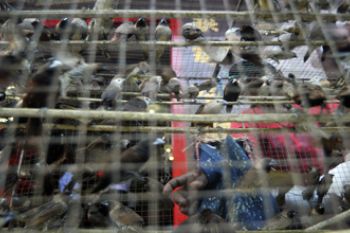 BURUNG EMPRIT