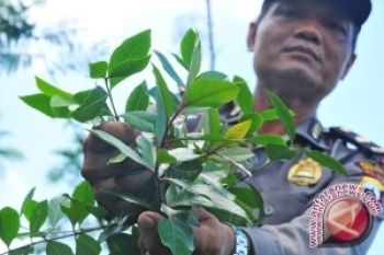 Tanaman Khat Dari Teh Arab Menjadi Narkoba 