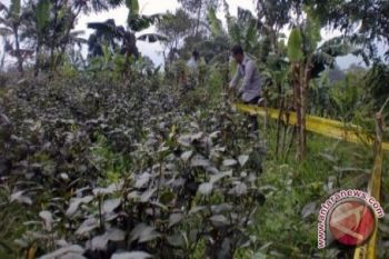 'Khat' jadi tanaman paling dimusuhi 