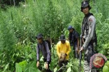 BNNP: Gunung Kidul berpotensial jadi ladang ganja 