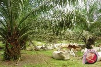 Integrasi sawit-sapi dukung kedaulatan pangan 
