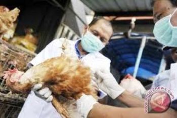 Kementan Kaji Vaksin Terbaik untuk Flu Burung