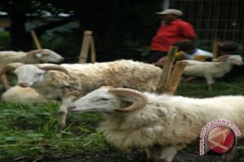Peternak di area migas peroleh bantuan domba 