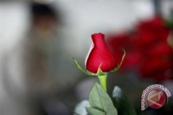 Partai Keagamaan di Pakistan Tolak Valentine's Day