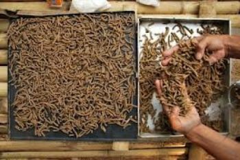 Petani KJA Agam Keluhkan Harga Pakan Ikan Naik