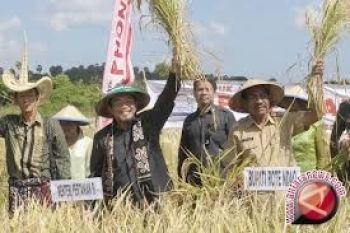 Pengadaan Beras Di Sulteng Masih Seret 
