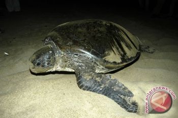 Penyu mati karena racun potasium di Pariaman