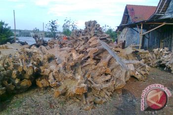 Legislator Barut Cek Laporan Penebangan Kayu Illegal 