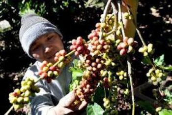 Petani Kopi Bengkulu Cemas Diguncang Gempa
