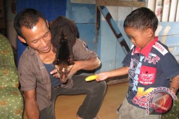 Kopi Luwak Dicari, Namun Sulit Menjualnya 