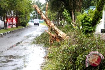 Pohon Tinggi Bahayakan Penerbangan Di Bandara Sampit 