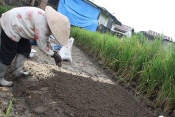 Produksi Padi Padangpanjang Meningkat