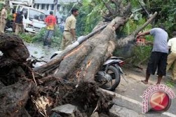 Dua Warga Parigi Moutong Tewas Tertimpa Pohon 