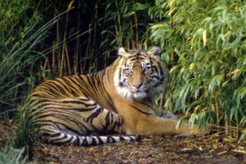 BKSDA Bengkulu Rawat Harimau Terkena Jerat