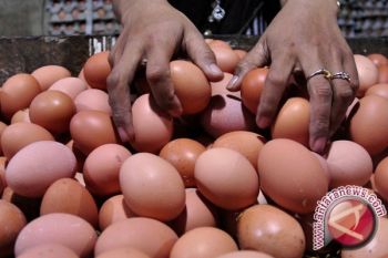 Ibu-ibu, ini tips bagaimana memilih telur