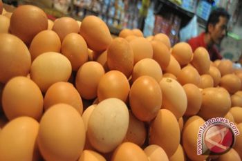 Mengenal khasiat telur ayam kampung arab