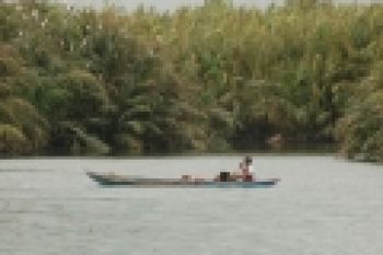 Mandiri Tanam 2.300 Bibit Pohon Mangrove