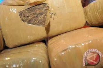 Polda Sumbar Ringkus Bandar Ganja Lintas Provinsi