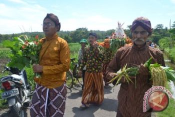 Produksi padi Kulon Progo 9,09 ton/hektare