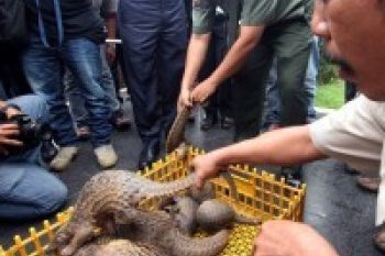 BC Belawan Gagalkan Penyelundupan 128 Ekor Trenggiling