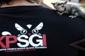 SUGAR GLIDER