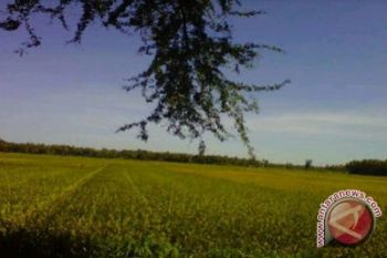 Bantul targetkan produksi padi 217.576 ton 