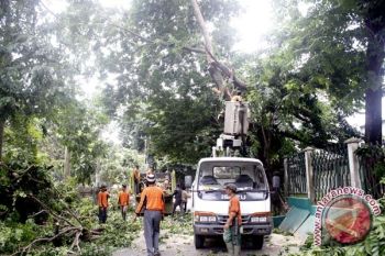 Pohon tumbang listrik Desa Tanjung Kemala padam