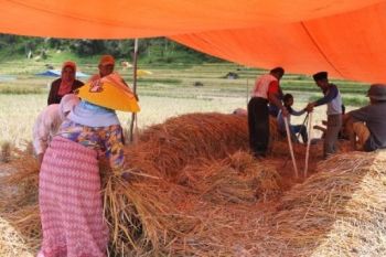 Masyarakat Agam Pertahanankan Tradisi &amp;quot;Mairiak&amp;quot;