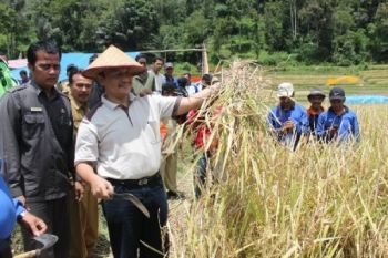 Pemkab Agam Targetkan 299.855 Ton GKG