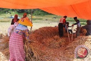 Masyarakat Agam pertahankan "Mairiak"