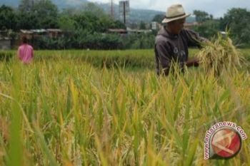 Menjaga Ketahanan Pangan Sulteng 