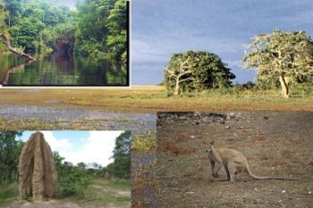 Eastern Indonesia`s biodiversity prone to biopiracy