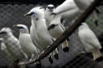 Pemilik Jalak bali Yang Disitia Segera Diperiksa