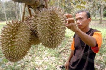 Petani Pekalongan Ramai-Ramai Tanam Durian Montong