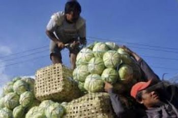Harga Sayuran di Lereng Gunung Slamet Naik