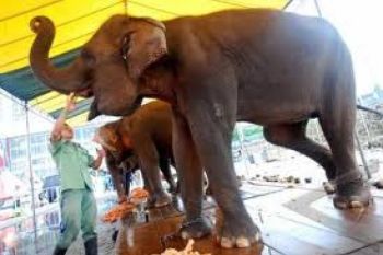 Seekor Gajah Sirkus Diamankan 