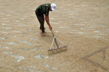 Jelang Panen Raya, Harga Gabah Masih Stabil