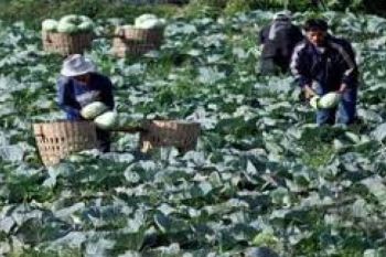 Agro Techno Park Temanggung Dibangun Tahun ini