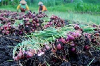 Petani Brebes Tak Bisa Nikmati Lonjakan Harga Bawang