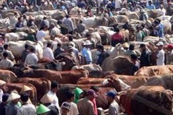 Menteri BUMN: Lima Tahun Lagi Masih Impor Sapi 