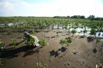 Limbah Mangrove Diolah Jadi Pewarna Batik