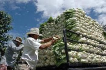 Krisis Kawah Timbang, Petani Nikmati Kenaikan Harga 