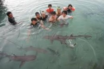 Penangkaran Hiu Karimunjawa Harapkan Bantuan Pemerintah